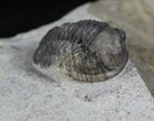 Uniquely Colored Eifel Gerastos Trilobite - Germany #27431-4